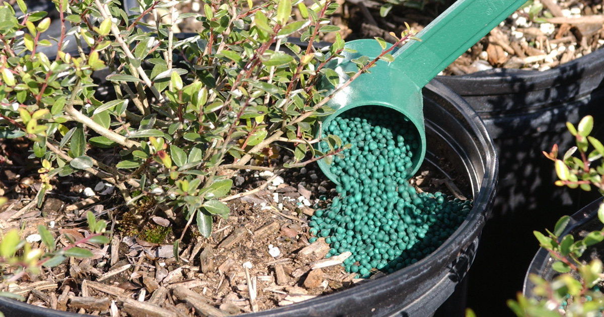 POLYON fertilizer in potted plant